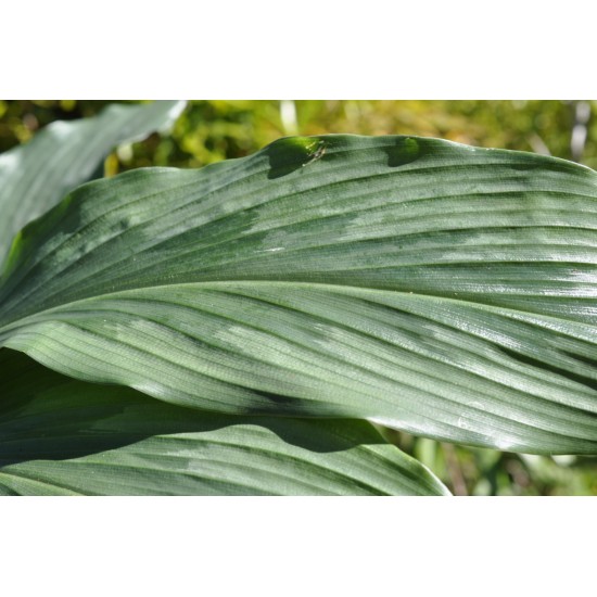 Kaempferia rotunda (Peacock Ginger) in 9 L Air-Pot Container