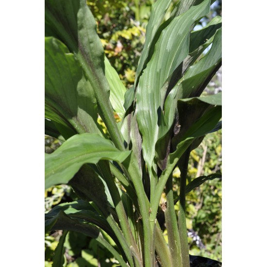Kaempferia rotunda (Peacock Ginger) in 9 L Air-Pot Container