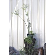 Rhipsalis grandiflora in 200 mm Green Hanging Basket