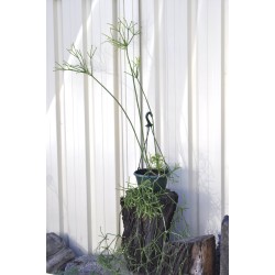Rhipsalis grandiflora in 200 mm Green Hanging Basket