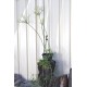 Rhipsalis grandiflora in 200 mm Green Hanging Basket