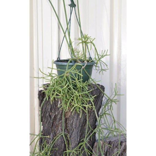 Rhipsalis grandiflora in 200 mm Green Hanging Basket