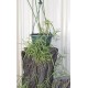 Rhipsalis grandiflora in 200 mm Green Hanging Basket