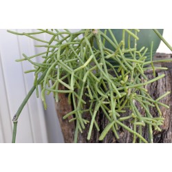 Rhipsalis grandiflora in 200 mm Green Hanging Basket