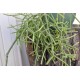 Rhipsalis grandiflora in 200 mm Green Hanging Basket