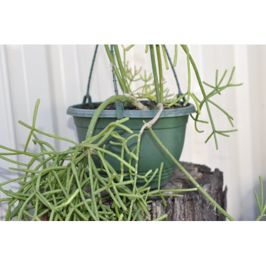 Rhipsalis grandiflora in 200 mm Green Hanging Basket