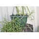 Rhipsalis grandiflora in 200 mm Green Hanging Basket