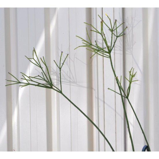 Rhipsalis grandiflora in 200 mm Green Hanging Basket