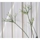 Rhipsalis grandiflora in 200 mm Green Hanging Basket