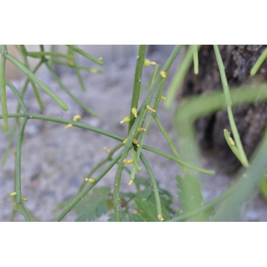 Rhipsalis grandiflora in 200 mm Green Hanging Basket