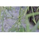 Rhipsalis grandiflora in 200 mm Green Hanging Basket