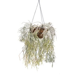 Rhipsalis pilocarpa in 305 mm Metal Scrollwork Hanging Basket with Removeable Hanger
