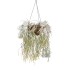 Rhipsalis pilocarpa in 305 mm Metal Scrollwork Hanging Basket with Removeable Hanger