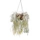 Rhipsalis pilocarpa in 305 mm Metal Scrollwork Hanging Basket with Removeable Hanger
