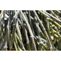 Rhipsalis pilocarpa in 305 mm Metal Scrollwork Hanging Basket with Removeable Hanger