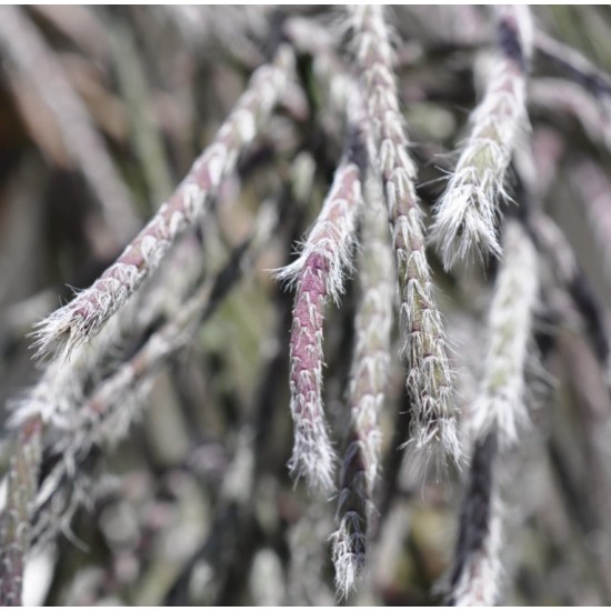 Rhipsalis pilocarpa in 305 mm Metal Scrollwork Hanging Basket with Removeable Hanger