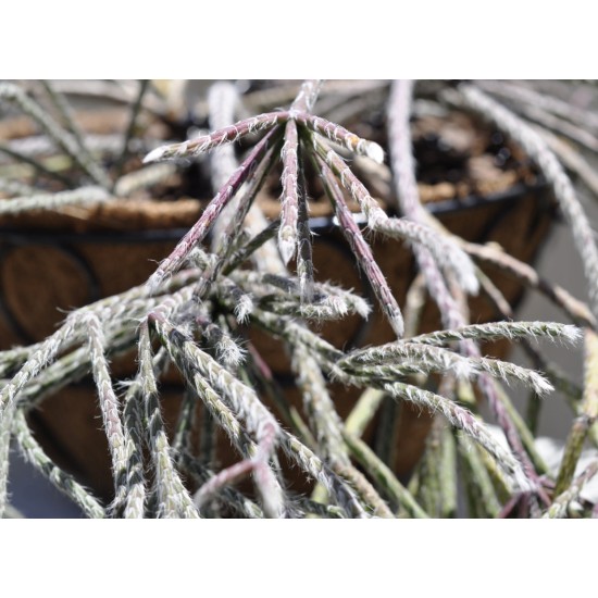 Rhipsalis pilocarpa in 305 mm Metal Scrollwork Hanging Basket with Removeable Hanger