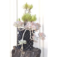 Succulents in 3 L Air-Pot