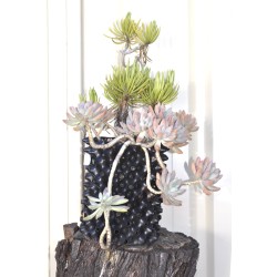 Succulents in 3 L Air-Pot