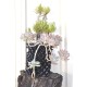 Succulents in 3 L Air-Pot