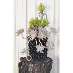 Succulents in 3 L Air-Pot