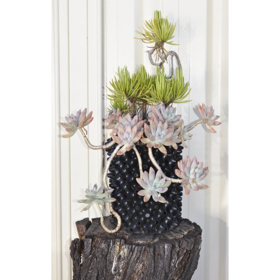 Succulents in 3 L Air-Pot