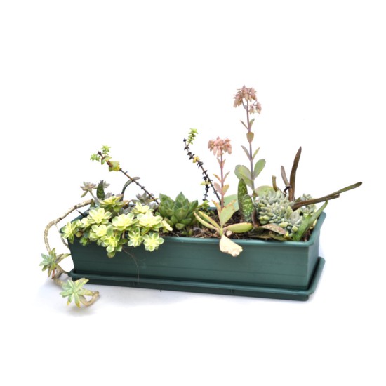 Heritage Green 500 mm Window Box With Saucer - From 1 Unit Pick-Up