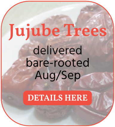 Order bare-rooted jujube trees here