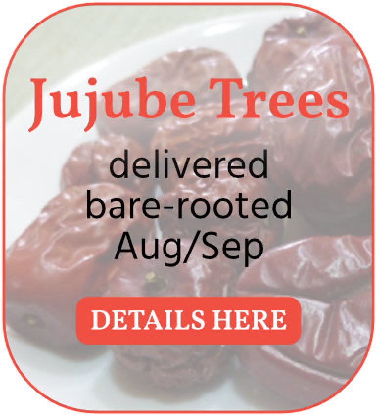 Dying Leaves on Jujube Trees