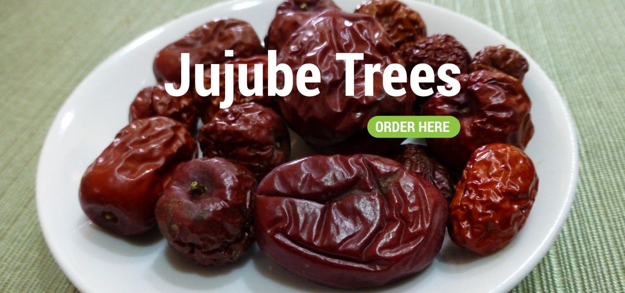 Pre-Order Bare-Rooted Jujube Trees For Delivery Aug/Sep 2023