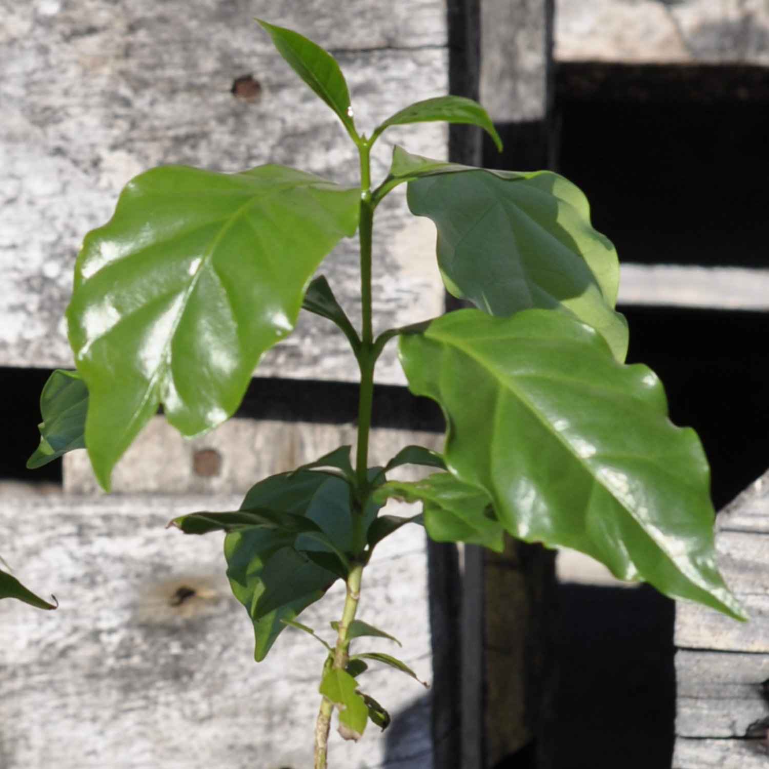 Plant of the Month April 2026: Arabica Coffee (Coffea arabica)