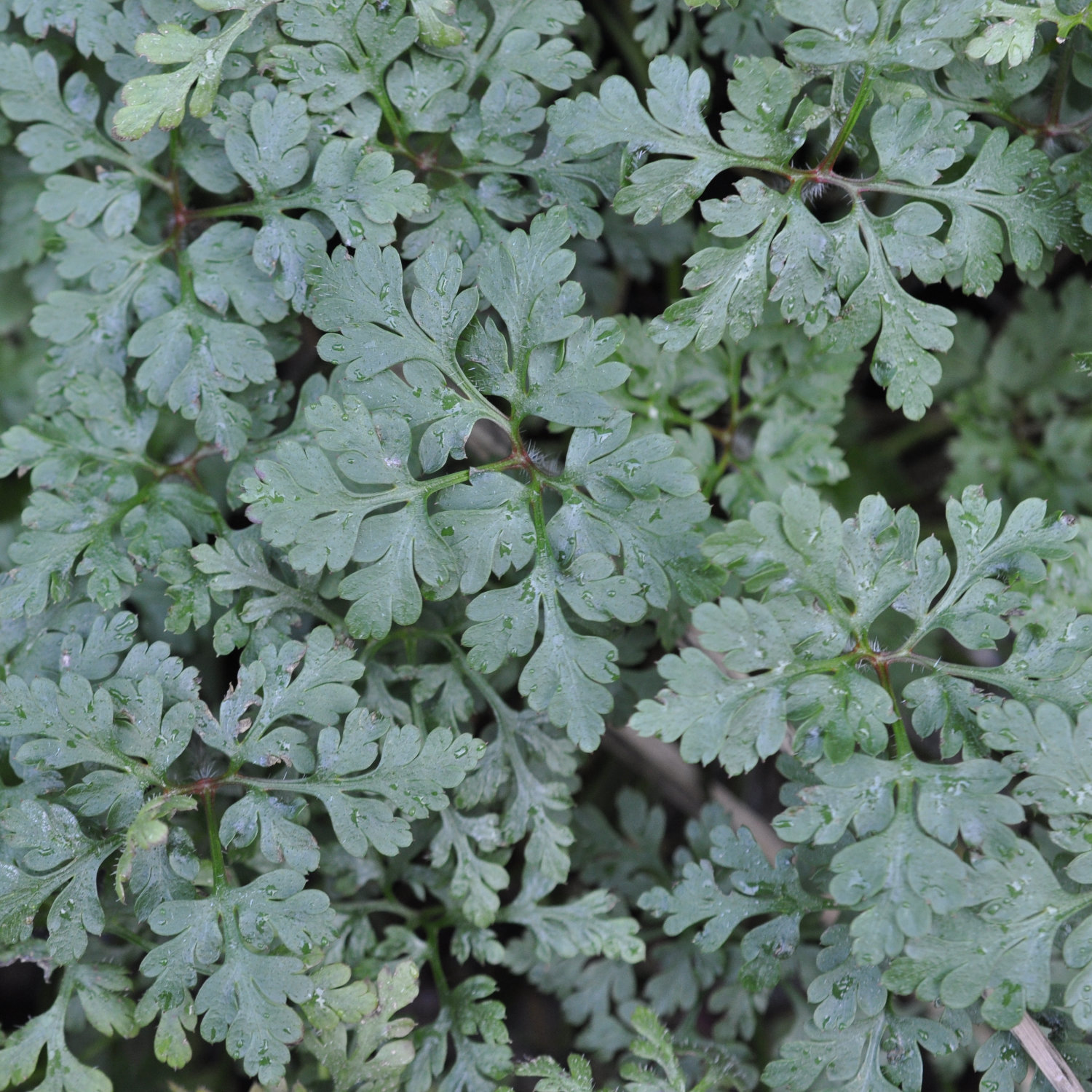 Plant of the Month August 2025: Herb Robert (Geranium robertianum)