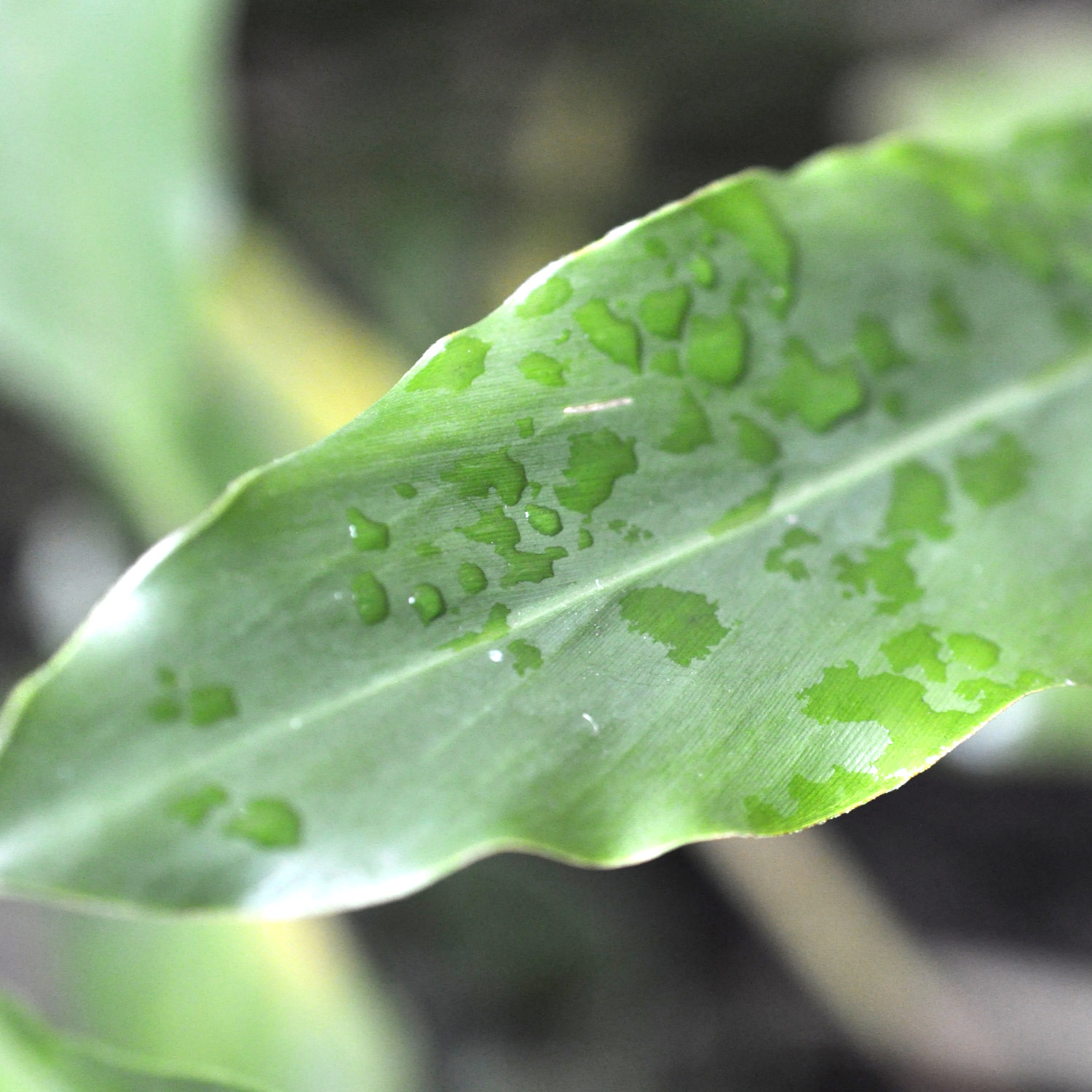 Plant of the Month August 2026: Dwarf False Cardamom/Cardamon (Alpinia nutans)