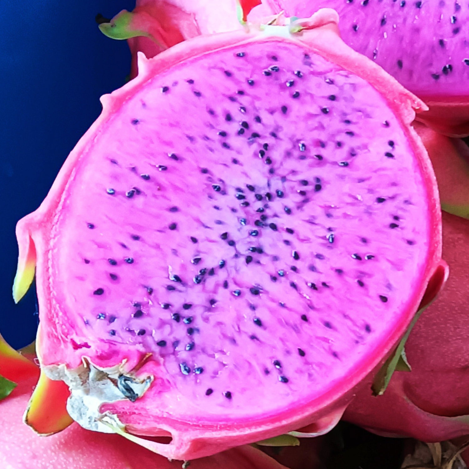 Dragon Fruit Dark Star Selenicereus guatemalensis × Selenicereus undatus Rooted Cutting