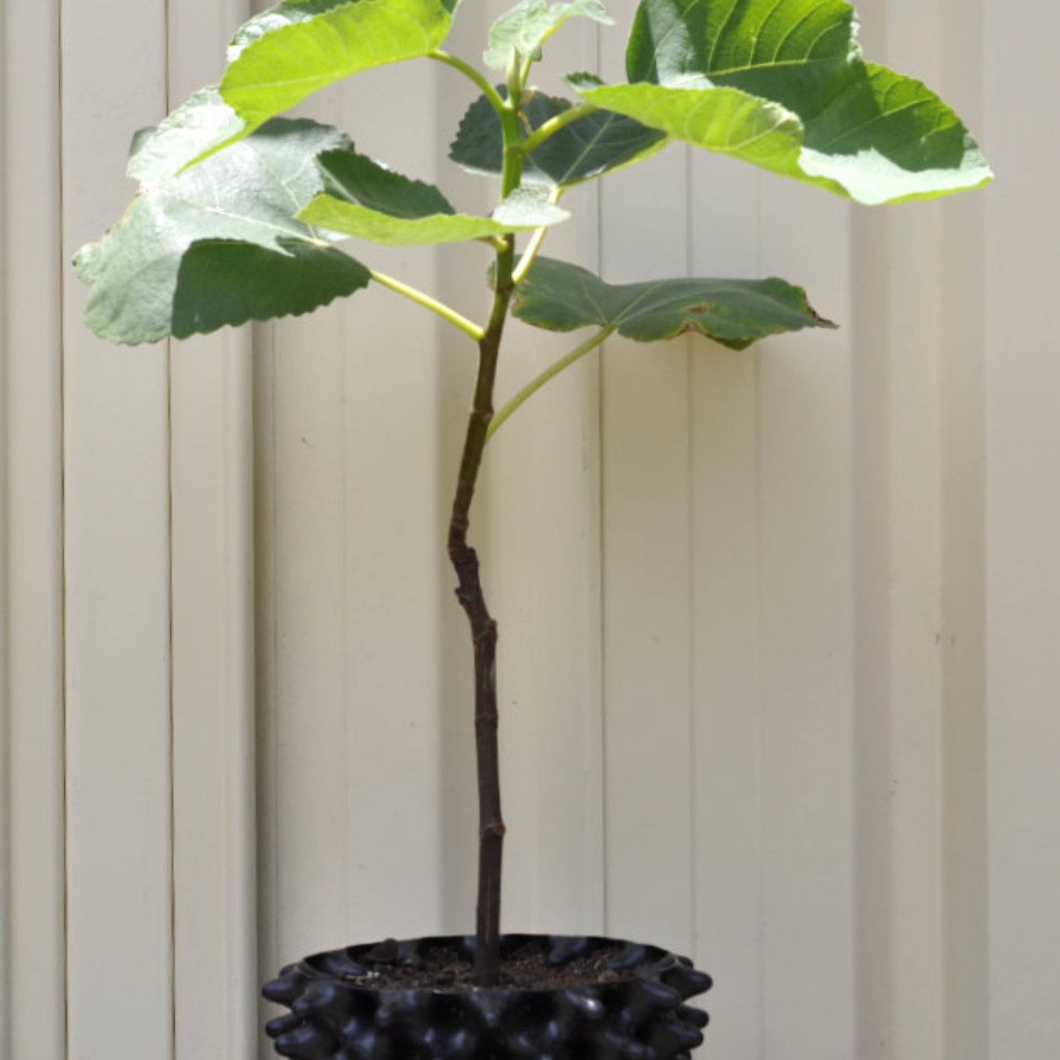 Plant of the Month February 2026: Common Fig Ficus carica ‘White Genoa’ With or Without 3 L Air-Pot