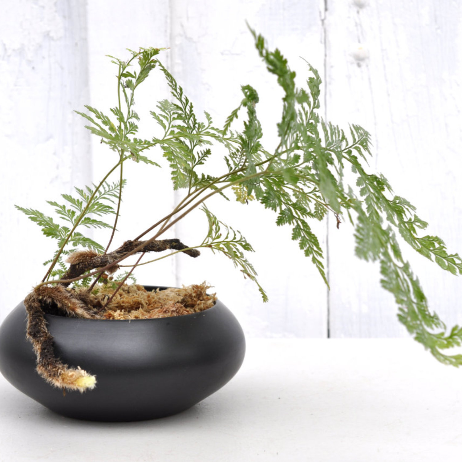 Plant of the Month January 2026: Rabbit's Foot Fern (Davallia sp.)