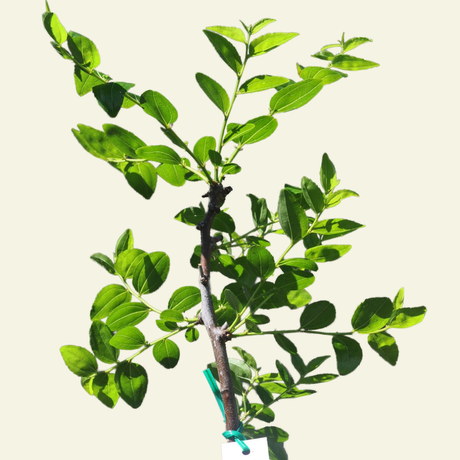 Plant of the Month July 2025: Chinese Jujube (Ziziphus jujuba Mill.)
