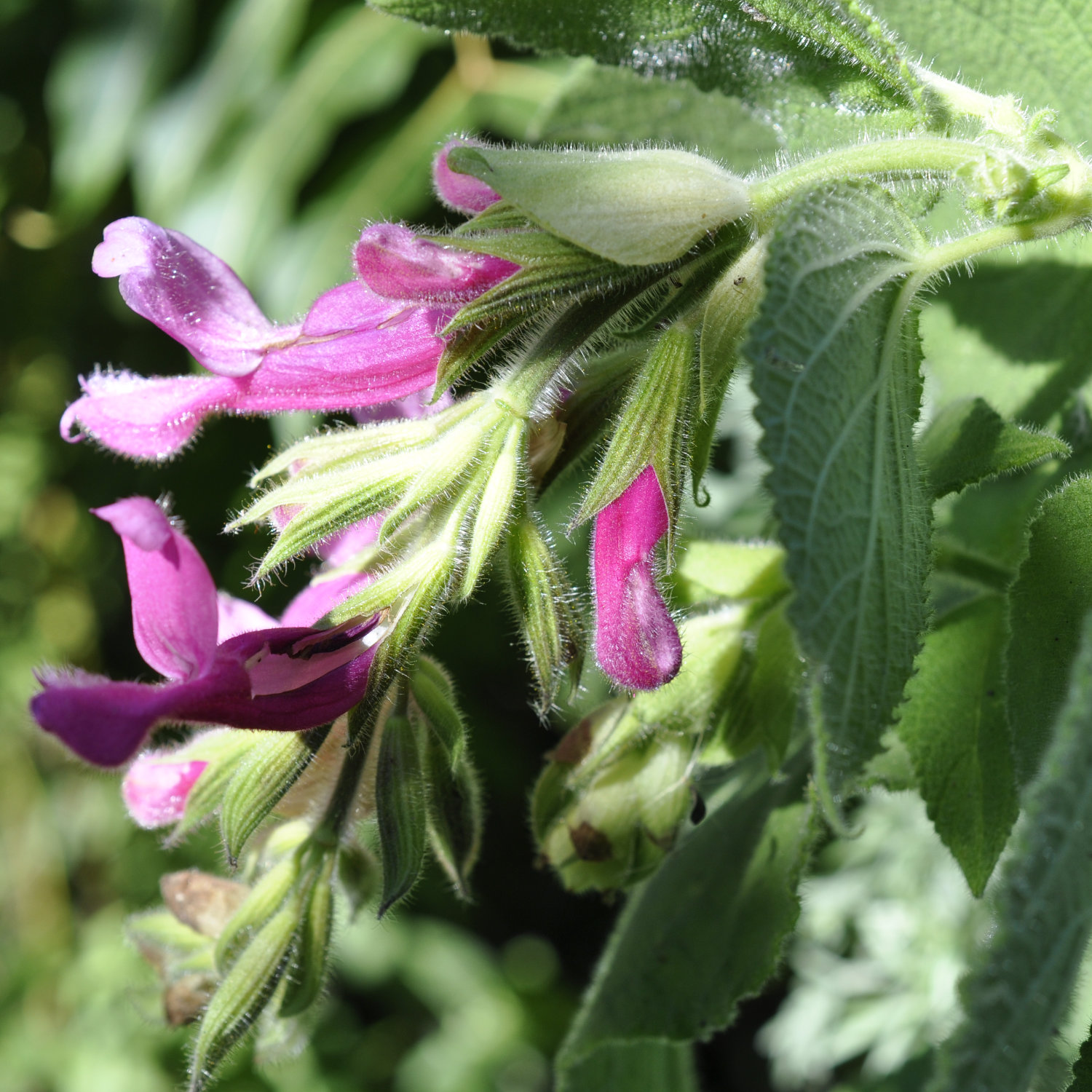 Plant of the Month July 2026: Fruit Salad / Fruity / Potpourri Sage (Salvia dorisiana) Plant of the Month July 2026: Fruit Salad / Fruity / Potpourri Sage (Salvia dorisiana)