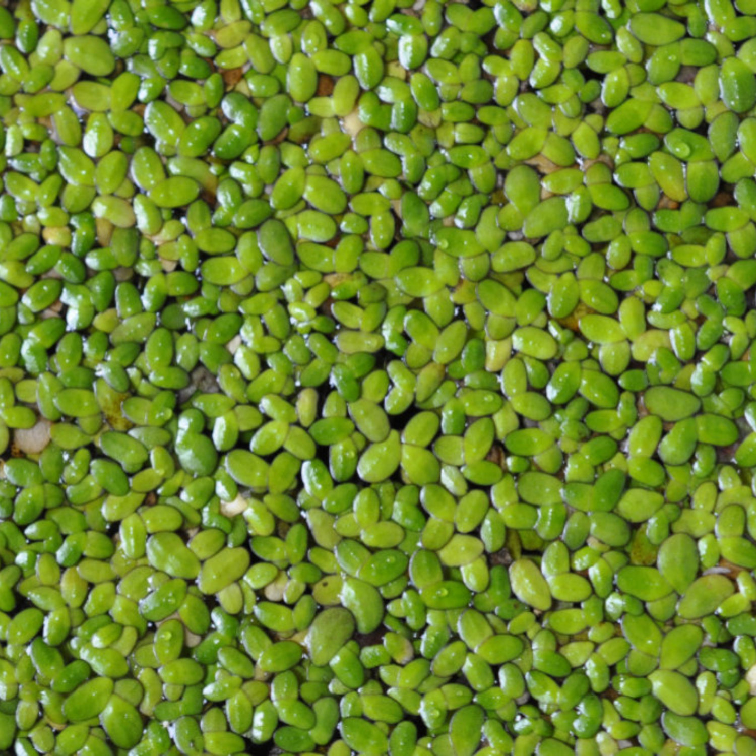 Plant of the Month June 2026: Common Duckweed (Lemna minor)