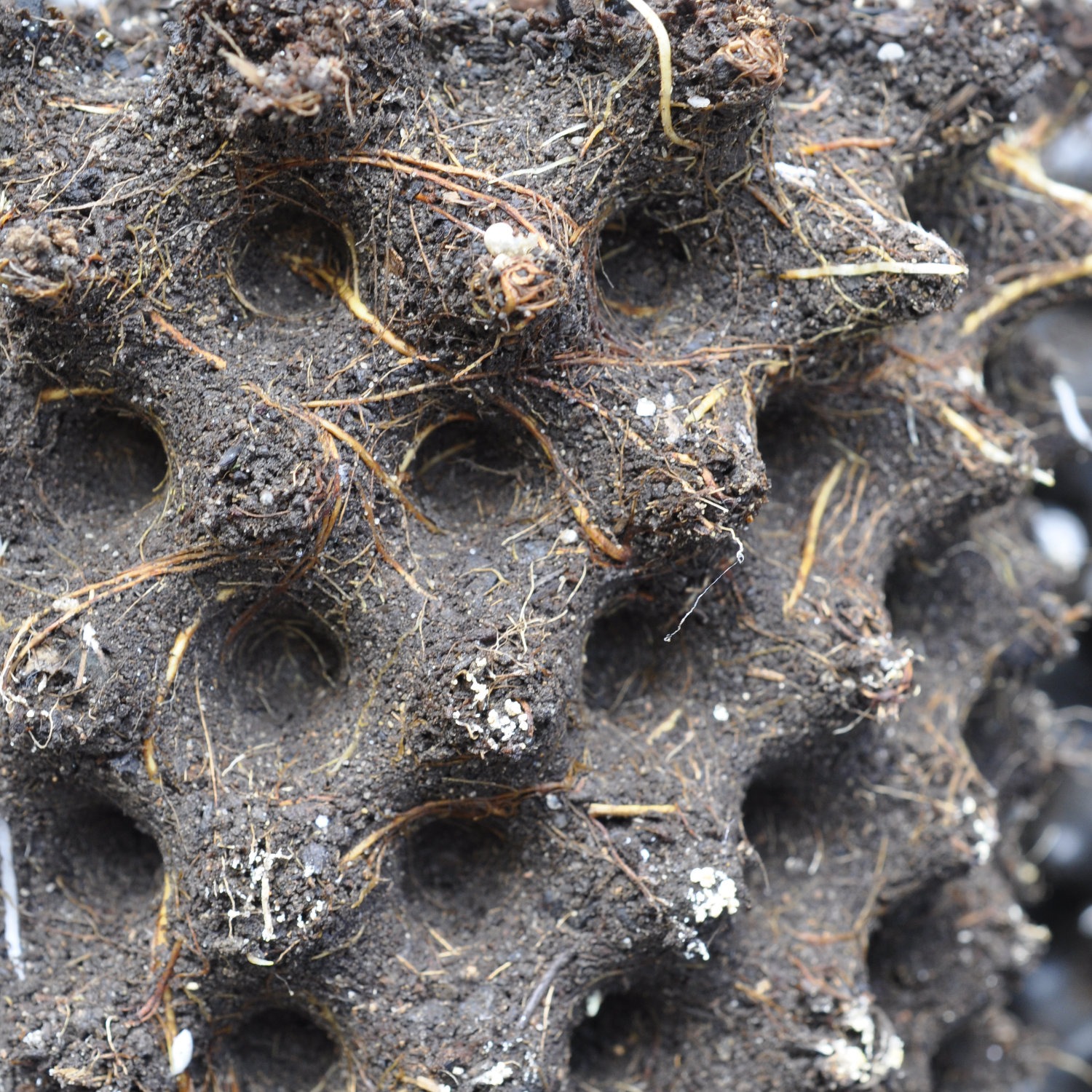 Plant of the Month March 2026: Common Fig Ficus carica ‘White Adriatic’ With or Without 3 L Air-Pot