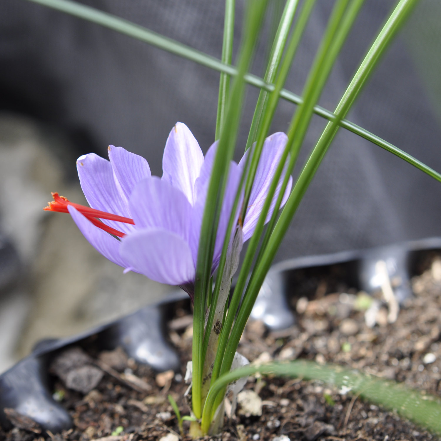 Plant of the Month May 2025: Saffron (Crocus sativus)