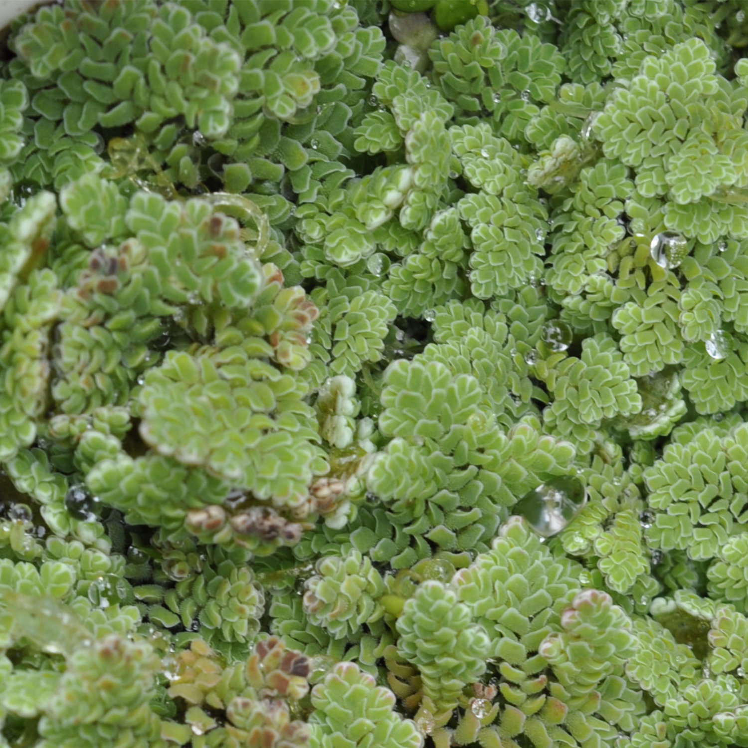 Plant of the Month May 2026: Aquatic Mosquitofern (Azolla pinnata)