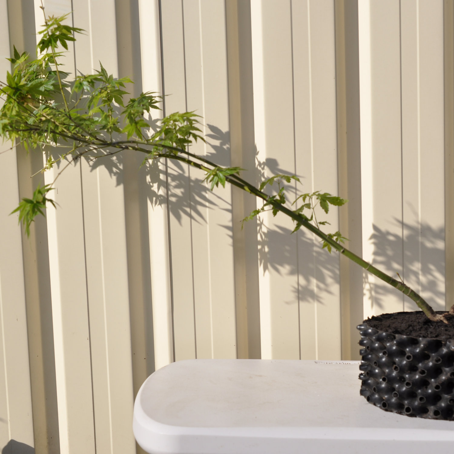 Bonsai Starter Green-leaf Japanese Maple Acer palmatum Aoyagi x in 4.1 L Air-Pot Container