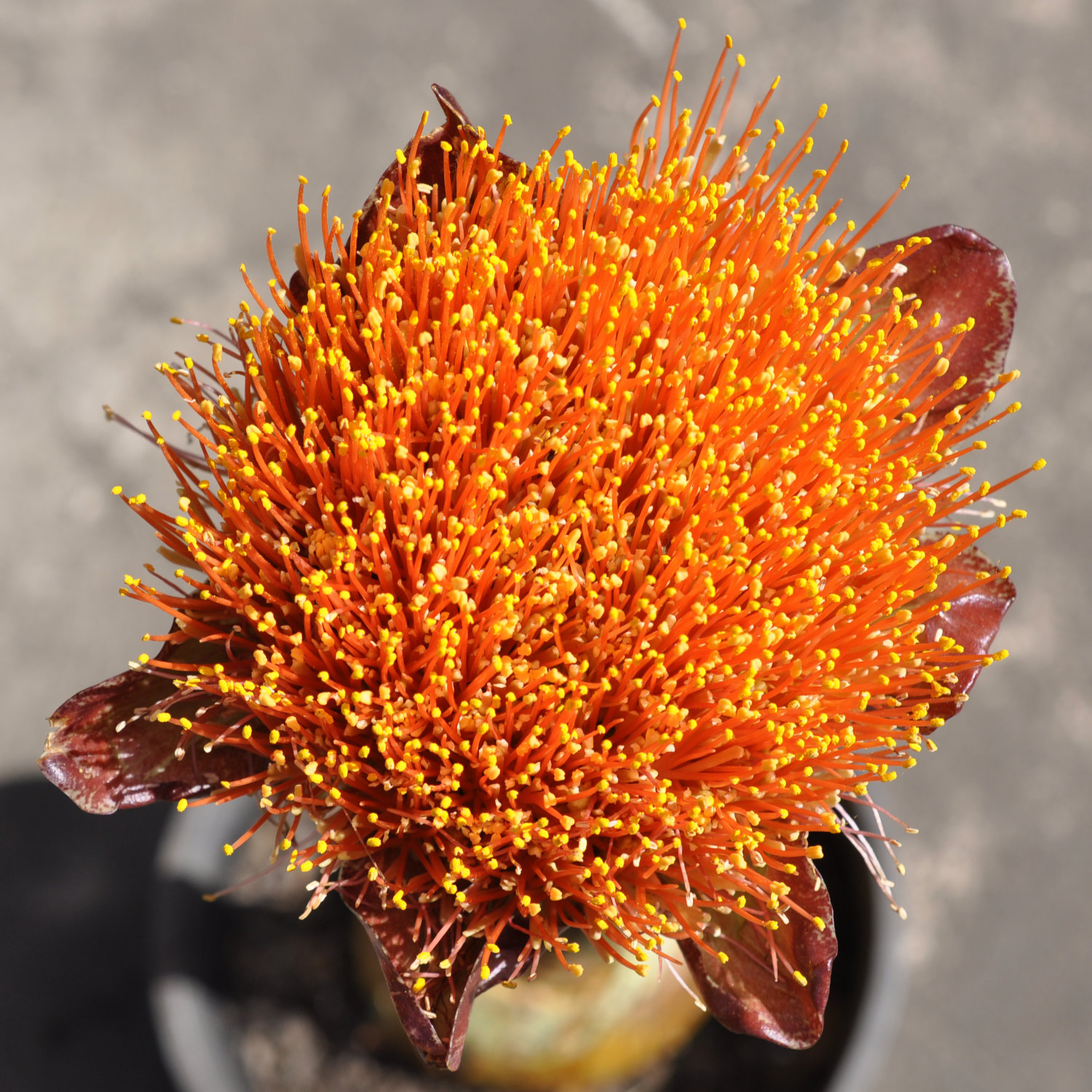 Plant of the Month September 2025: Paintbrush, Torch or Blood Lily (Scadoxus puniceus)