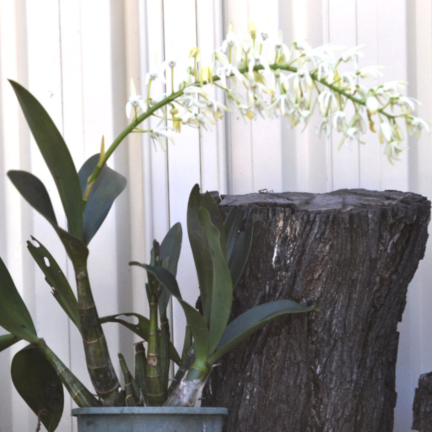 Plant of the Month September 2026: Sydney Rock Orchid (Dendrobium speciosum) Plant of the Month September 2026: Sydney Rock Orchid (Dendrobium speciosum)