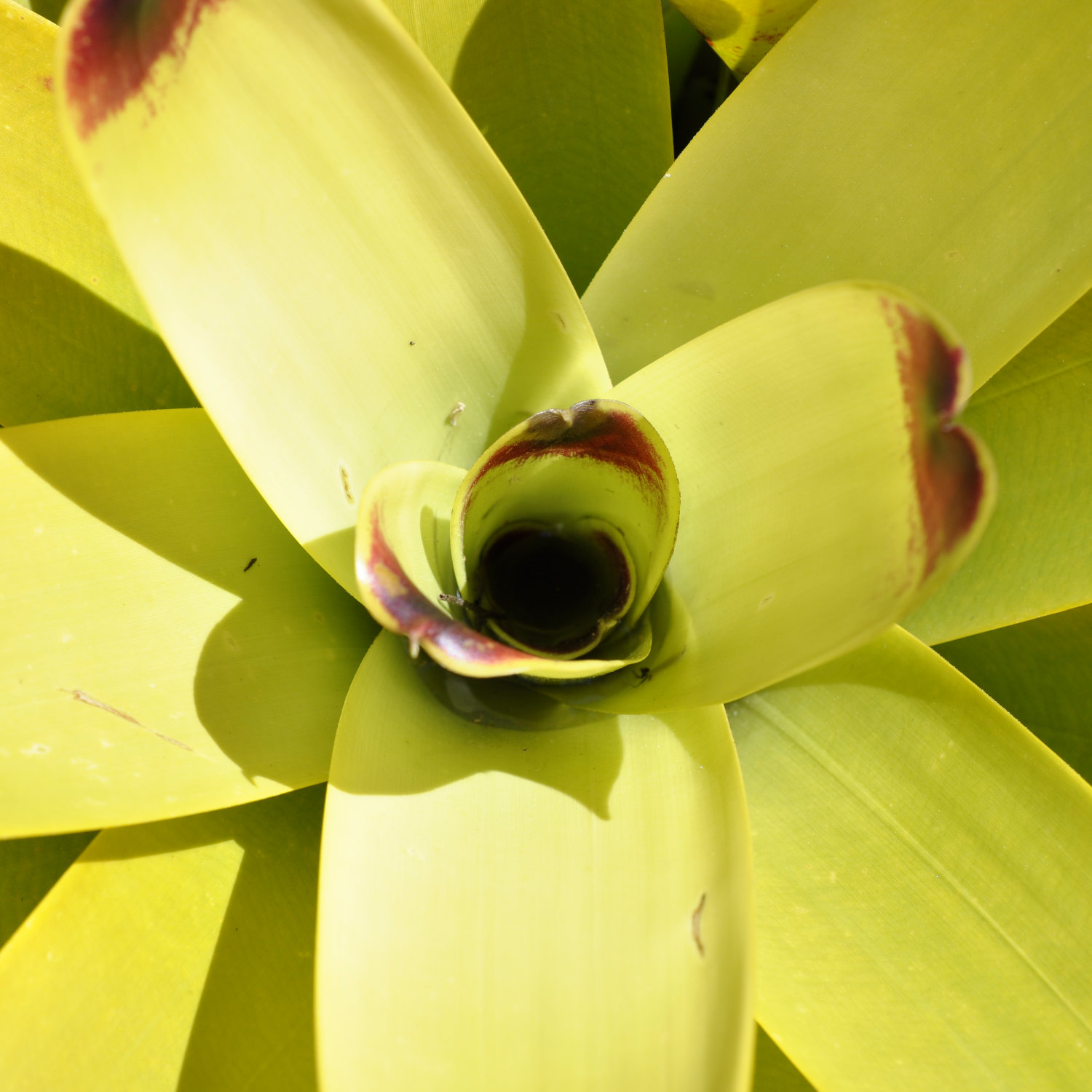 Family Bromeliaceae, the Bromeliad Family