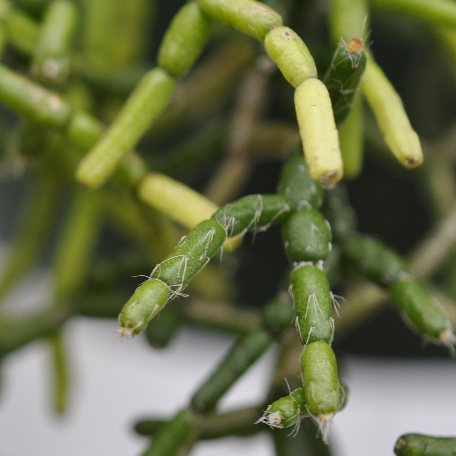 Family Cactaceae, the Cactus Family