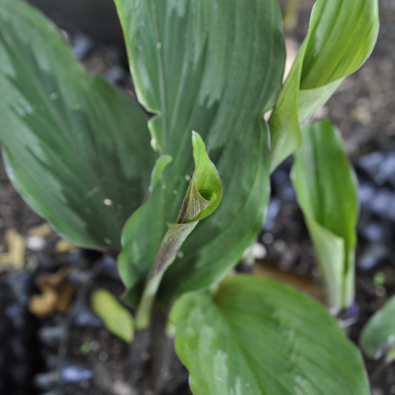 Family Zingiberaceae, the Ginger Family