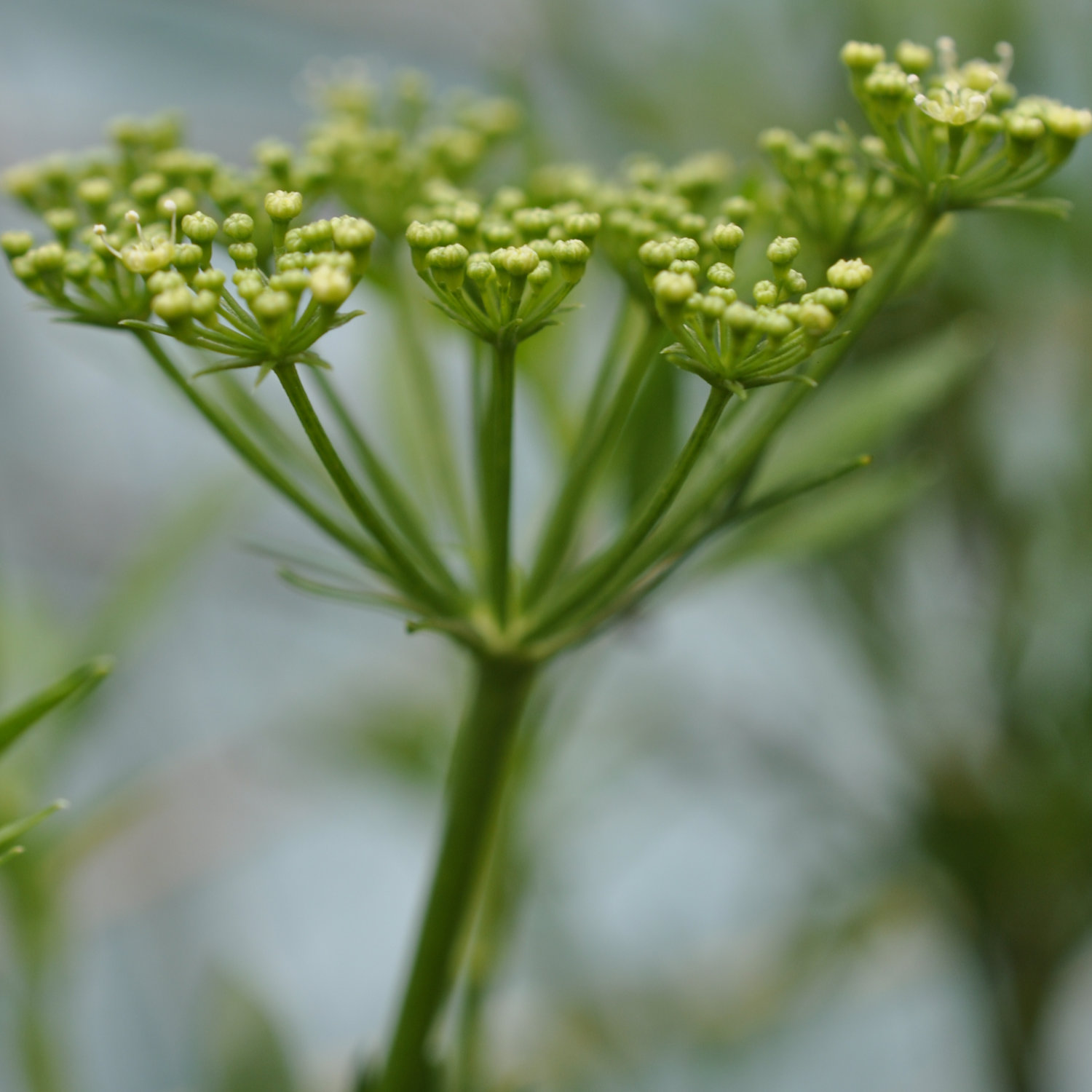 Family Apiaceae, the Umbellifers or the Celery, Carrot or Parsley Family