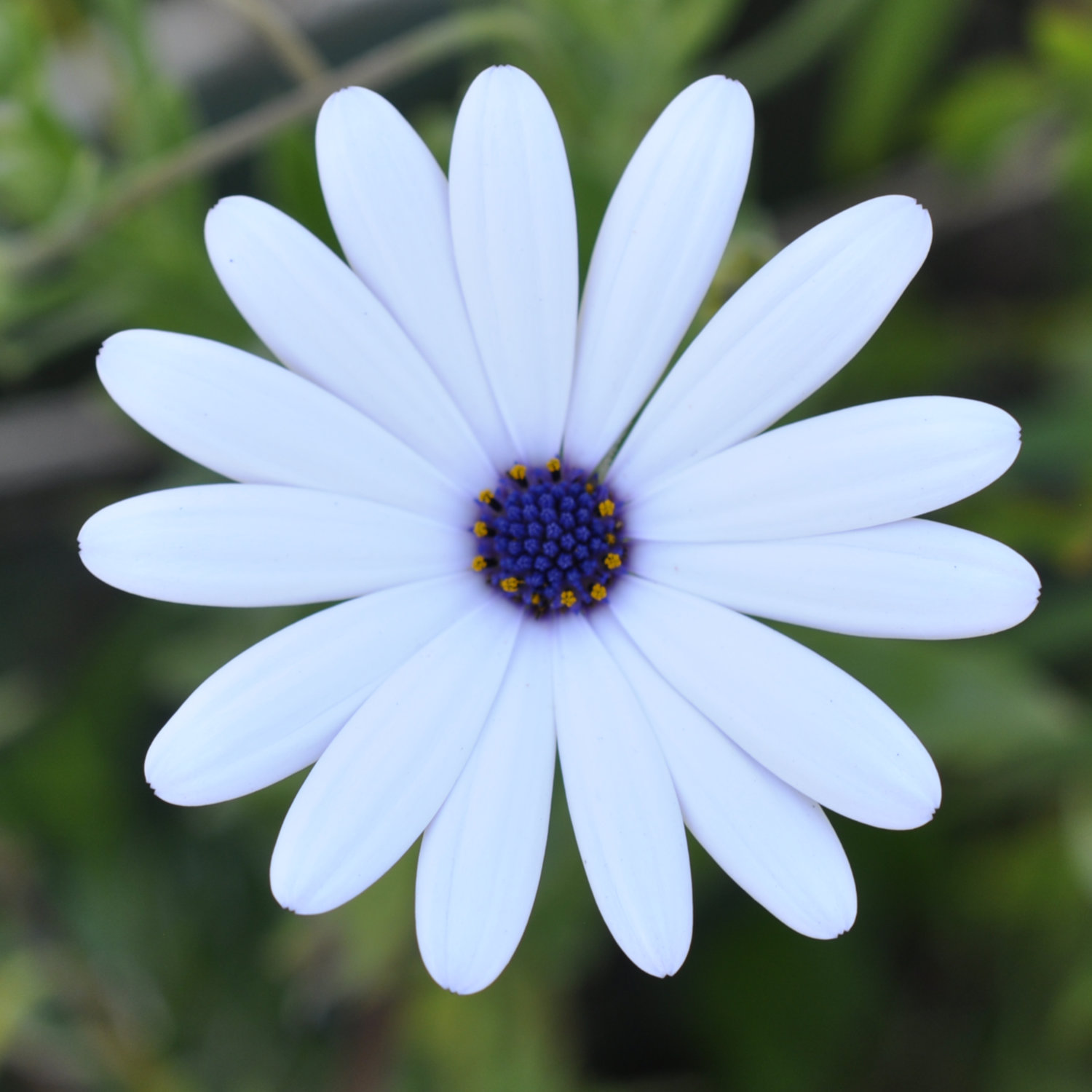 Family Asteraceae, the Aster, Daisy, Composite, or Sunflower Family